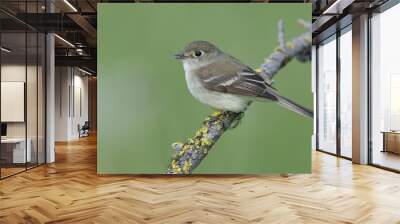 Least Flycatcher, Empidonax minimus Wall mural