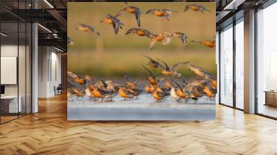 Red Knot - Knutt - Calidris canutus, Germany (Schleswig-Holstein), adult, breeding plumage Wall mural