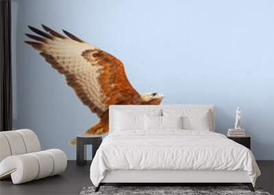 Steppe Buzzard, Buteo buteo vulpinus Wall mural