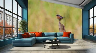 Zwartrosse Boomgors, Black-and-Rufous Warbling-Finch, Poospiza nigrorufa Wall mural