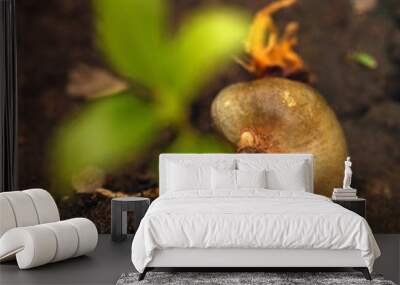 cashew nut and small plant Wall mural