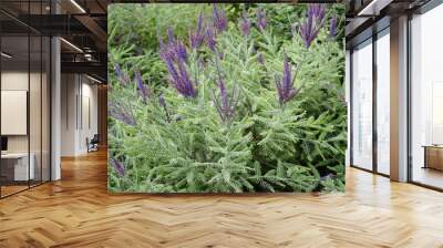 Closeup Amorpha canescens known as downy indigo bush with blurred background in summer garden Wall mural