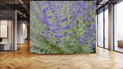 Closeup Perovskia atriplicifolia known as Salvia yangii with blurred background in midsummer and autumn garden Wall mural