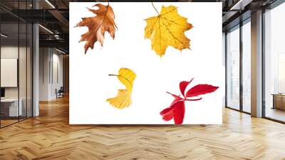 Beautiful bright colorful autumn  leaves falling in the air isolated on white background. Zero gravity or levitation autumn conception. High resolution image. Wall mural