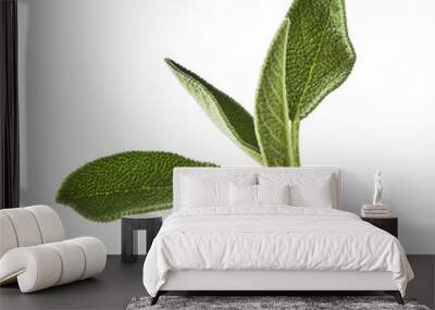 Beautiful fresh green Sage or Salvia leaf falling in the air isolated on white backgound Wall mural