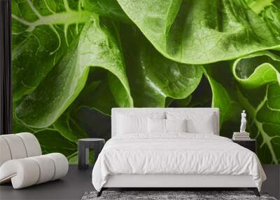 Close-up macro view of fresh green Lettuce leaves Wall mural