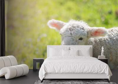 Closeup Portrait of a Spring Lamb on a Sunny Morning with Copy Space Wall mural