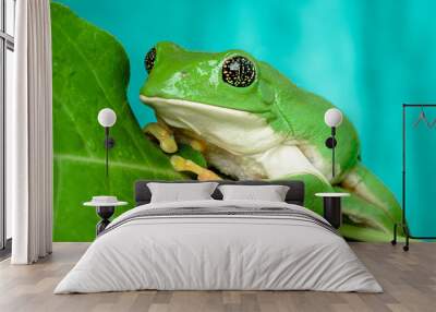 Mexican leaf frog Wall mural