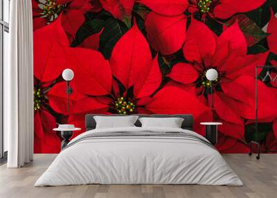 Poinsettia flower Wall mural