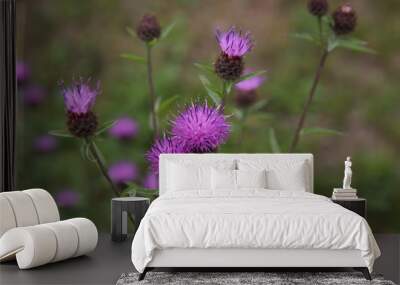 Scottish thistle 2 Wall mural