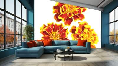 vector marigolds Wall mural