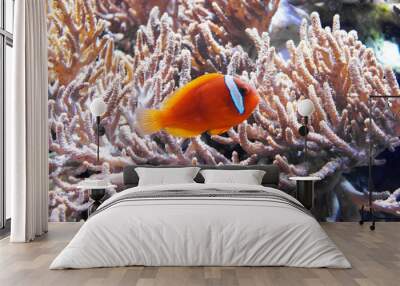 tropical fish in an aquarium Wall mural