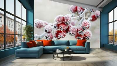 Frosted hawthorn berries in the garden. Wall mural