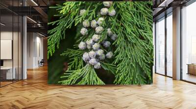 Thuja occidentalis (white cedar) branch Wall mural