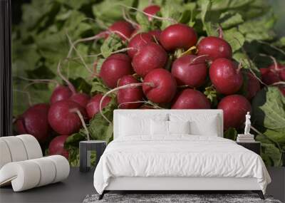 fresh radish Wall mural