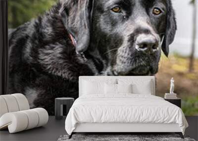 Black Labrador Retriever  Wall mural