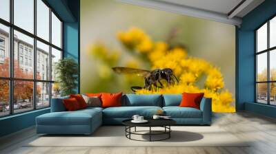 Flying ant on yellow flower Wall mural