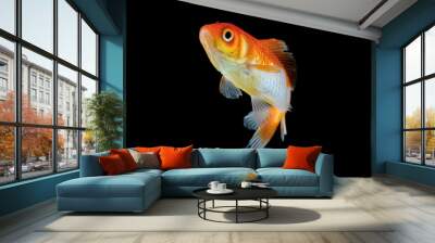 Comet goldfish in aquarium isolated on black background Wall mural