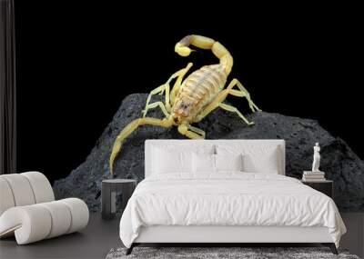 High venomous scorpion on rock with black background (Deathstalker scorpion) Wall mural