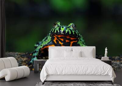 Oriental Fire Bellied Toad, Fire belly small toad on wood  Wall mural