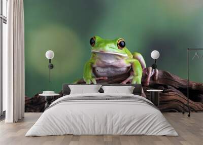 white lipped tree frog, green tree frogs Wall mural