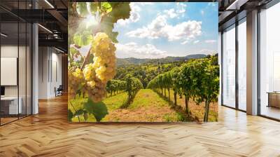 Vineyards with grapevine and winery along wine road in the evening sun, Europe Wall mural