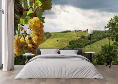 Wine production with ripe grapes before harvest in an old vineyard with winery in the tuscany wine growing area near Montepulciano, Italy Europe Wall mural