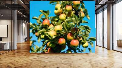 A beautiful green apple tree. Wall mural