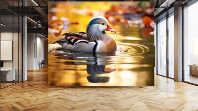 Closeup of mandarin duck swimming in lake. Wall mural