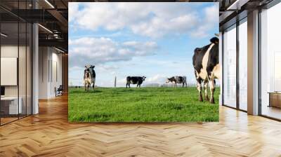 black and white cows in green grassy belgian meadow of countryside between brussels and charleroi under blue sky Wall mural