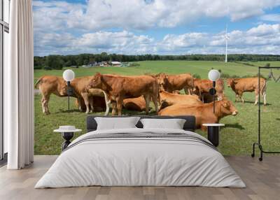 brown cows in german eifel countryside landscape Wall mural