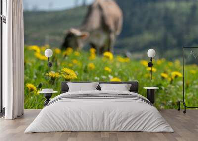 cow in meadow with dandelions in german part Sauerland Wall mural