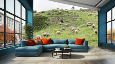 flock of sheep on mountain meadow in french haute provence near col de vars in alpes de provence Wall mural