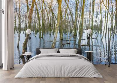 flooded trees in water of river waal near loevestein castle in the netherlands Wall mural