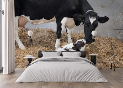 mother cow and newborn black and white calf in straw inside barn of dutch farm in the netherlands Wall mural