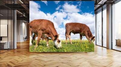 two brown calves graze in grassy meadow with yellow flowers under blue sky Wall mural