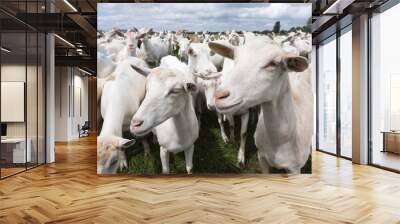 white goats in green grassy dutch meadow Wall mural