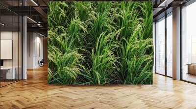  A close-up of green rice plants in a paddy field, showing the mature grains ready for harvest. The vibrant stalks and grain clusters display natural agricultural growth in an organic environment. Wall mural