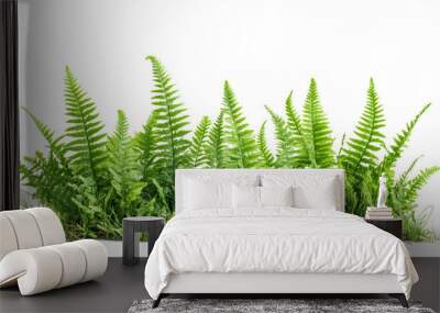 Green fern plants on transparent background. Wall mural