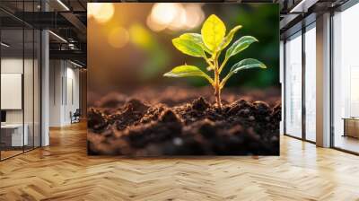 Close Up of a Young Plant Bathed in Morning Light Wall mural