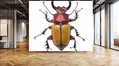 stag beetle isolated on white background Wall mural