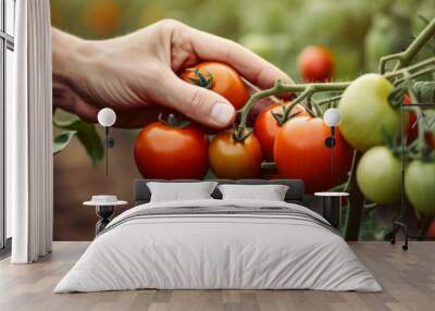 Close up of farmer hands harvesting tomato Wall mural