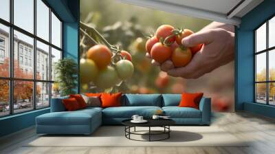 Close up of farmer hands harvesting tomato Wall mural