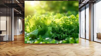 Lush green lettuce leaves bask in sunlight, showcasing their vibrant color and healthy appearance in a tranquil garden setting. Wall mural