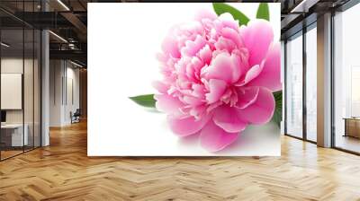 pink peony isolated on white background Wall mural