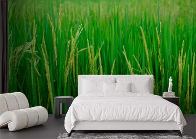 green paddy rice field with copyspace for backdrop background use Wall mural