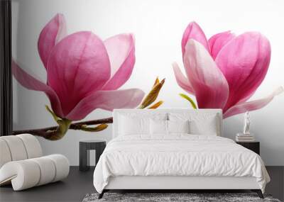 magnolia flower isolated on white Wall mural