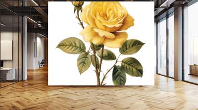 yellow rose isolated on white Wall mural