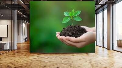 A person's hands gently hold a small green plant growing from rich soil, symbolizing care and growth in nature. Wall mural