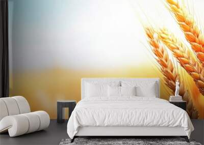 A golden wheat field at sunset Wall mural